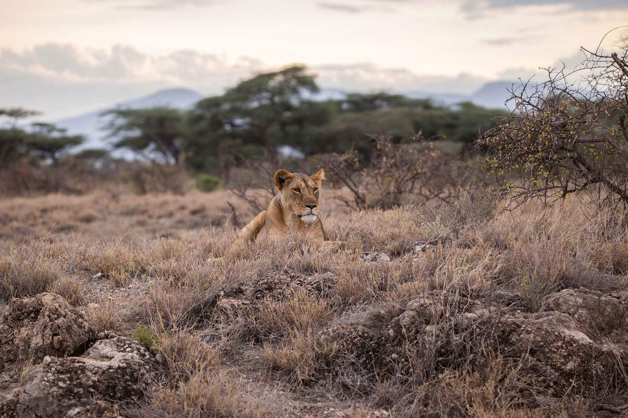 Camperverhuur Bushlore Africa